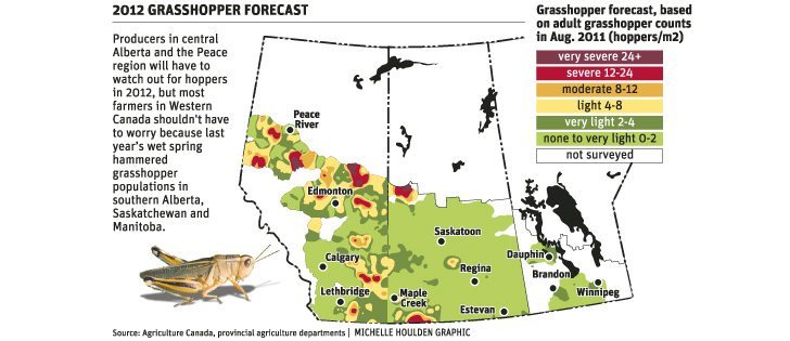 Hoppers expected this spring in Alberta