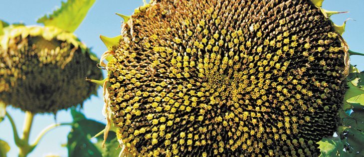 A sunflower seed processing plant in Mentor, Minnesota, formerly owned by Anderson Seed Co., is one of two new acquisitions by Legumex Walker Inc. It also bought St. Hilaire Seed Co., one of the largest dry bean processors in the U.S. | File photo