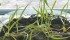 Paul Thoroughgood says winter wheat plants transplanted from his snow-bare field near Moose Jaw, Saskatchewan responded well. He hopes to put growers' minds at ease about winterkill. | Paul Thoroughgood photo