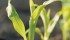One analyst said he believes corn prices could drop below $4 per bu., falling as low as $3.25 if farmers have favourable spring weather. That would drag down all crop prices. | file photo