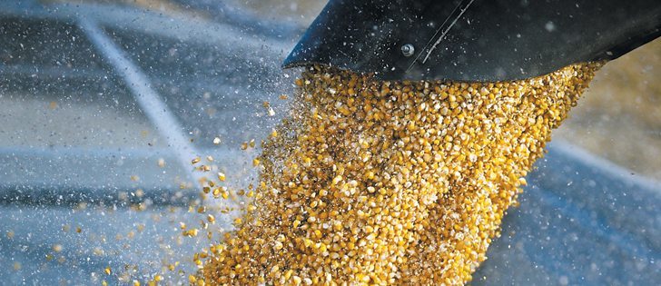 New corn varieties are expected to provide more consistent yields in dry areas.  |  file photo