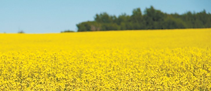 Canola topped $600 per tonne this wek. | File photo