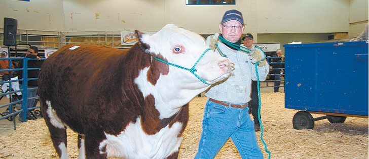 Harvey Duke of Wascana Cattle Co., in Regina leads Square-D Blitz 952X in the sales ring. The bull topped the 107th multi-breed sale, going for $13,000 to Blaschuck Land and Cattle at Chaplin, Sask.  |  Karen Briere photo