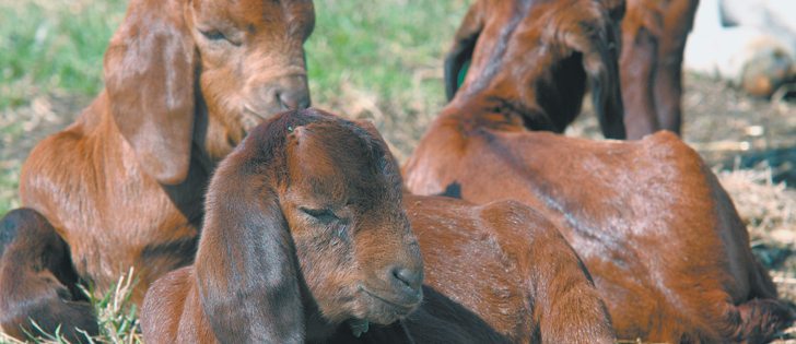 Schmallenberg virus is a disease of ruminants, infecting bison, cattle, sheep and goats.  |  File photo