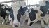 Although lameness is a major concern among farmers, many do not make improvements due to labour and equipment costs. | File photo