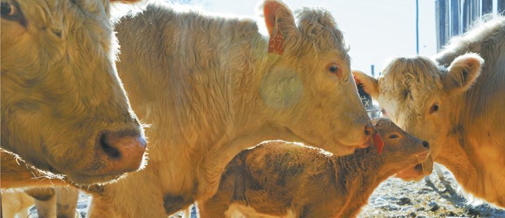 Raising “natural” beef without added growth hormones and antibiotics can be about earning higher profits and giving the public what it wants, rather than a philosophical choice.  |  William DeKay photo