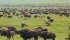 Strong prices are encouraging bison heifer retention. | File photo