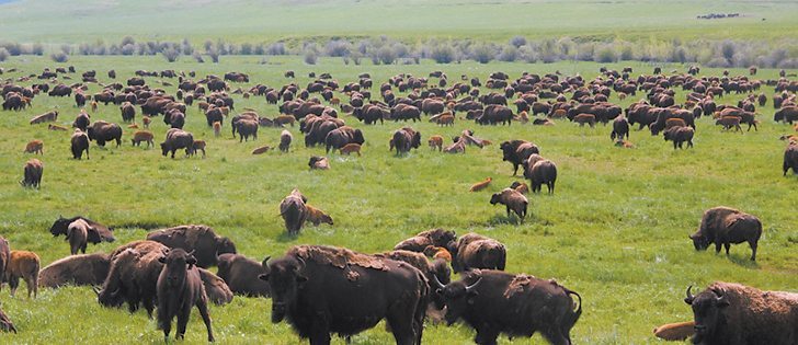 Strong prices are encouraging bison heifer retention.  |  File photo