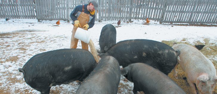 Darcy Goodrich, above, pours a grain mixture to a group of pigs on the farm at Hardisty, Alta.  |  Mary MacArthur photo