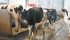 Canadian dairy farmers have the tools to scale production cost effectively. | File photo