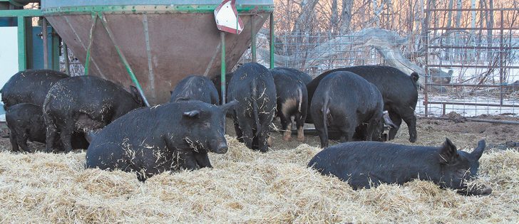 The Caverses raise Mulefoot pigs, a heritage breed with long black hair, on straw and pasture. They also have a few Berkshire hogs, but the Mulefoot has more tolerance for Manitoba winters and they say its meat is as succulent as pork from a Berkshire.  | Robert Arnason photo