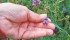 Manitoba Forage Marketers say the network helps determine a suitable price for crops such as alfalfa. | File photo