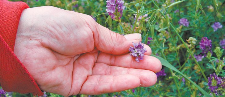 Manitoba Forage Marketers say the network helps determine a suitable price for crops such as alfalfa.  |  File photo