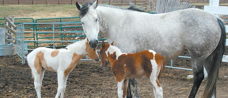 While this mare and its foals are fine, pregnant mares that graze on a strain of tall fescue known as Kentucky 31 can experience pregnancy problems.  |  File photo