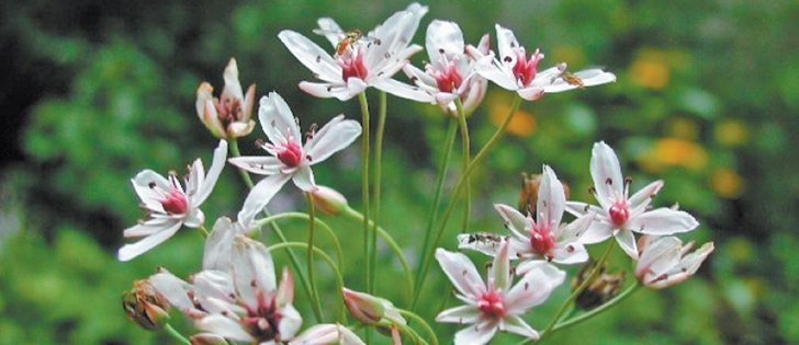 Flowering Rush was first introduced to North America as an ornamental plant, but has become an invasive weed, particularly in the Great Lakes area. This perennial plant grows on the margins of still or slow-moving water down to a depth of three metres.  |  www.invasive.org photos