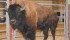 Bison producers are seeing strong prices and markets. | File photo