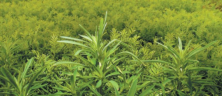 Glyphosate resistant kochia was found east and northeast of previously confirmed fields in Alberta.  |  File PHOTO