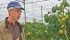 Dave Ryall of Gipaanda Greenhouses in Ladner, B.C., made safety a priority by improving lighting, ensuring new workers are trained, installing gauges to measure air quality and adding lifts and rails to make cutting and picking produce easier for workers. | Karen Morrison photo