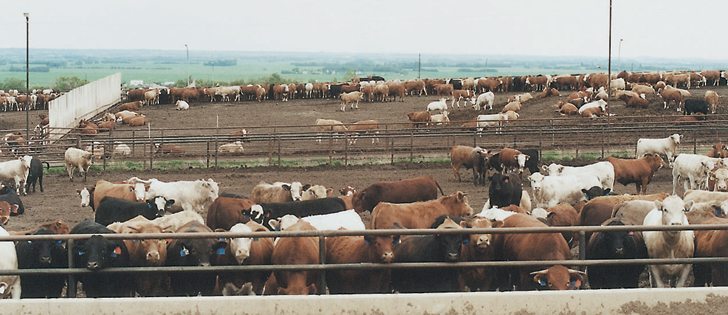 Feedlots have had to pay up to get barley growers to open their bins.  |  File photo