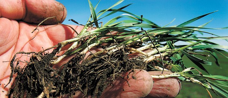 While winter wheat can net high margins, acreage devoted to the crop has declined in Saskatchewan.  |  File photo