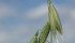 Oat prices need to rise to steal wheat and barley acres. | File photo