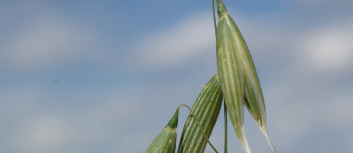 Oat prices need to rise to steal wheat and barley acres.  |  File photo