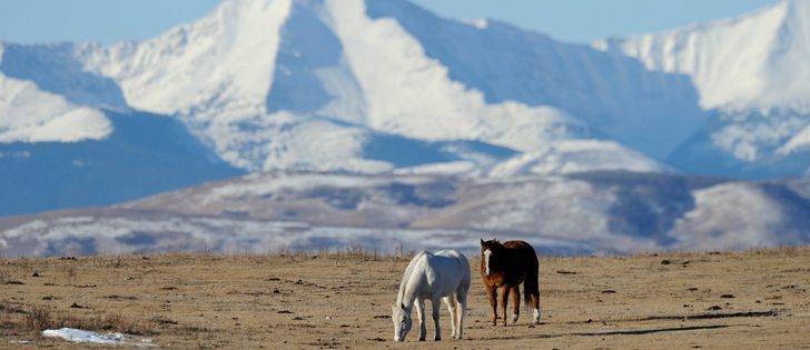 An end-of-life plan is a key consideration when dealing with older horses. These horses were grazing south of Longview, Alta.  |  Mike Sturk photo