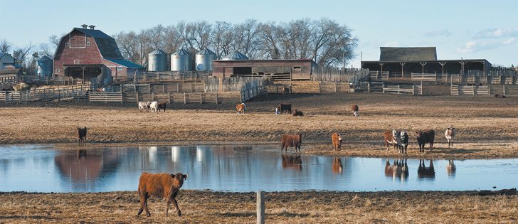 Cattle producers who use federal community pastures might be able to buy the land if it reverts to provincial control and is put up for sale.  |  William DeKay photo