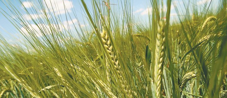 Agriculture Canada forecasts 7.9 million acres of barley will be planted in Canada this year, up 22 percent from 2011.  |  File photo