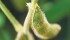 Soybean prices rose after a USDA report showed a smaller than predicted crop will be planted. | File photo
