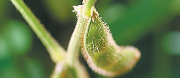 Soybean prices rose after a USDA report showed a smaller than predicted crop will be planted.  |  File photo