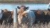 Producers play an integral role in determining which animals best fit the BSE surveillance scheme. | William DeKay photo