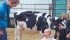 Junior judge Lee Simanton of Ponoka, Alta., inspects the clipping job Corban Friesen of Drake, Sask., did as he leads his Holstein calf in the Pee Wee Showmanship class at the Western Canadian Livestock Expo in Saskatoon April 13. Beverly Chard helps Friesen show his animal. | William DeKay photo