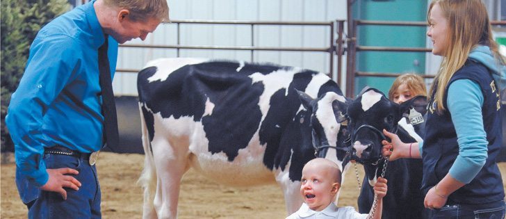 Junior judge Lee Simanton of Ponoka, Alta., inspects the clipping job Corban Friesen of Drake, Sask., did as he leads his Holstein calf in the Pee Wee Showmanship class at the Western Canadian Livestock Expo in Saskatoon April 13. Beverly Chard helps Friesen show his animal. |  William DeKay photo