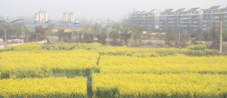 Small plots of canola dot land within the city of Chengdu, China, population 14 million. China can’t grow enough canola to meet its needs and its strong demand for Canadian seed and oil is supporting old crop canola prices. But expectations for a record Canadian crop and slowing Chinese growth threaten new crop canola values. |  Barb Glen photo