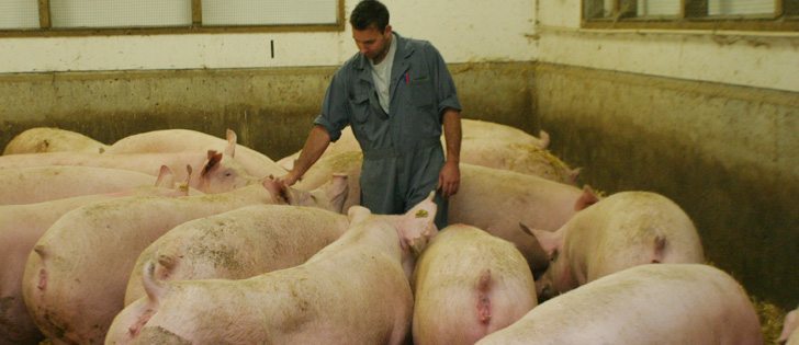 Public demand for hogs raised in open housing is likely to grow, says a researcher.  |  File photo