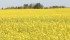 Canola and spring wheat prices shot up in the wake of bullish U.S. seeding intentions and stocks reports but the bounce could be short-lived, according to a Canadian analyst.
| File photo