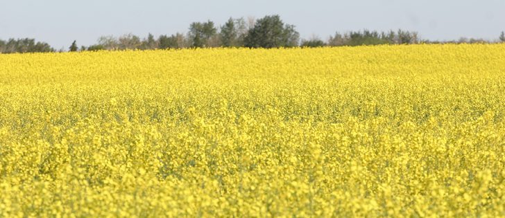 Canola and spring wheat prices shot up in the wake of bullish U.S. seeding intentions and stocks reports but the bounce could be short-lived, according to a Canadian analyst.  | File photo