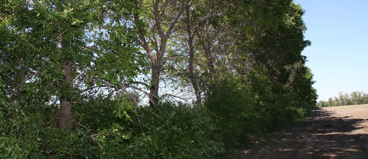 The federal government says the time is right to step out of the business of providing trees to farmers and will look to private industry to continue operations of its shelter belt centre.  |  File photo