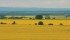 Canola will stretch as far as the eye can see as farmers cash in on high prices. | File photo