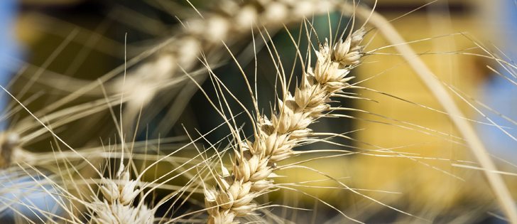 Kansas farmers wonder what yields they will see when the winter wheat harvest begins in the next week or two. Hot, dry, windy weather is starving the crop of moisture as its heads fill. Dry weather in southern Russia and parts of Australia are also a concern.  |  File photo