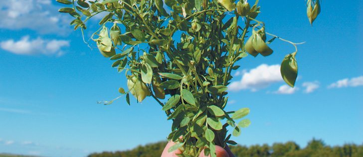 Canadian farmers plan to seed 2.46 million acres of lentils and 3.3 million acres of peas.  |  File photo