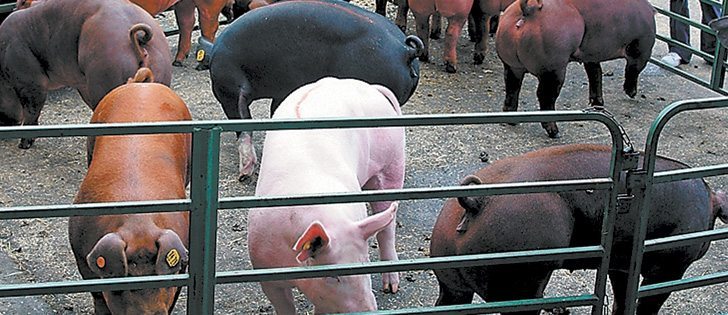 In the last quarter of 2011, pork demand from China looked promising but then demand in January and February dropped.  |  File photo