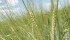 A wet April saved the European malting barley crop. European production will add to significant carryover stocks from Australia, Argentina and Canada. Big new crop acreages expected in Canada and the United States are also narrowing the spread between malting and feed barley. | File photo
