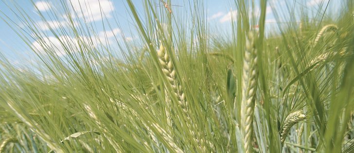 A wet April saved the European malting barley crop. European production will add to significant carryover stocks from Australia, Argentina and Canada. Big new crop acreages expected in Canada and the United States are also narrowing the spread between malting and feed barley.  |  File photo