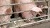 With less feed wheat available, livestock producers are using more soybean meal in their rations. | File photo
