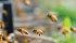 Researchers are comparing the rate of potentially pathogenic bacteria in genetically diverse honeybee colonies with uniform colonies. | File photo