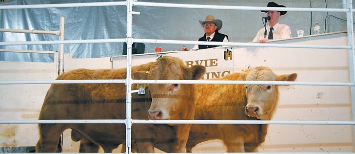 Scott Harvie describes the animals on the auction block during the family’s third annual bull sale, while auctioneer Ryan Dorran takes bids.  |  Barbara Duckworth photo