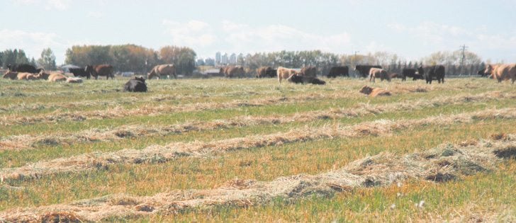 Swath grazing is one of the best management practices recommended in a study into how to reduce greenhouse gas emissions in the livestock industry.  |  File photo