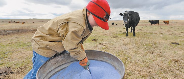 Five-year-old Marcus Mason mixes stock salt and high-magnesium mash together for cattle in a field west of Cayley, Alta. Marcus was helping out his father, Ian, and grandfather, Harley Earl. Proper herd management is critical to prevention of lameness in cows and bulls. |  Mike Sturk photo)